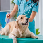 Veterinario Aplicando Una Vacuna A Un Perro Durante La Jornada Estatal De Vacunación Para Prevenir Enfermedades Y Fomentar El Bienestar De Las Mascotas En Tabasco.