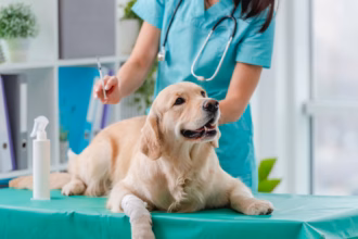 Veterinario Aplicando Una Vacuna A Un Perro Durante La Jornada Estatal De Vacunación Para Prevenir Enfermedades Y Fomentar El Bienestar De Las Mascotas En Tabasco.