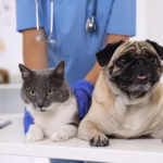 La Importancia De La Esterilizacion Un Acto De Amor Y Responsabilidad Para Tus Mascotas