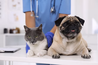 La Importancia De La Esterilizacion Un Acto De Amor Y Responsabilidad Para Tus Mascotas