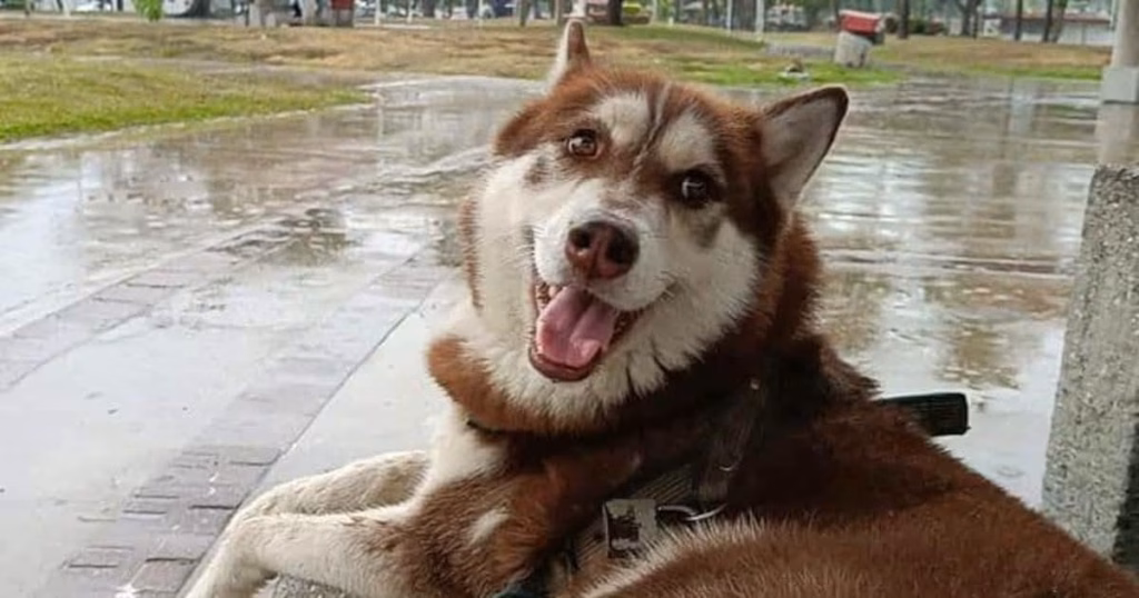 Lucas Se Convierte En El Primer Perro Con Pension Alimentaria Divorcio En Tabasco