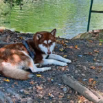 Lucas Se Convierte En El Primer Perro Con Pensión Alimentaria Por Divorcio En Tabasco, Descansando A La Orilla De Un Cuerpo De Agua.