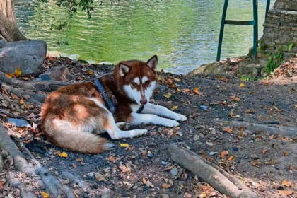 Lucas Se Convierte En El Primer Perro Con Pensión Alimentaria Por Divorcio En Tabasco, Descansando A La Orilla De Un Cuerpo De Agua.