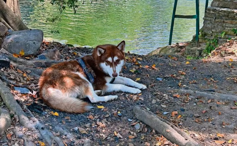 Lucas Se Convierte En El Primer Perro Con Pensión Alimentaria Por Divorcio En Tabasco, Descansando A La Orilla De Un Cuerpo De Agua.