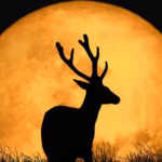 Silueta De Un Ciervo Con Grandes Astas Recortada Frente A Una Enorme Luna Llena Dorada Durante La Luna De Ciervo.