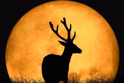 Silueta De Un Ciervo Con Grandes Astas Recortada Frente A Una Enorme Luna Llena Dorada Durante La Luna De Ciervo.