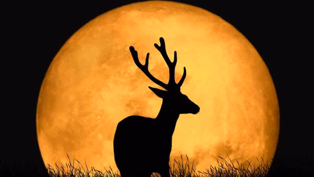 Luna De Ciervo 2026: Cuándo, A Qué Hora Y Cómo Ver La Impresionante Luna Llena En Tabasco 70 Silueta De Un Ciervo Con Grandes Astas Recortada Frente A Una Enorme Luna Llena Dorada Durante La Luna De Ciervo.