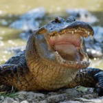 Pescador Alimenta A Enorme Cocodrilo De Mas De 4 Metros Y Causa Polemica En Tabasco