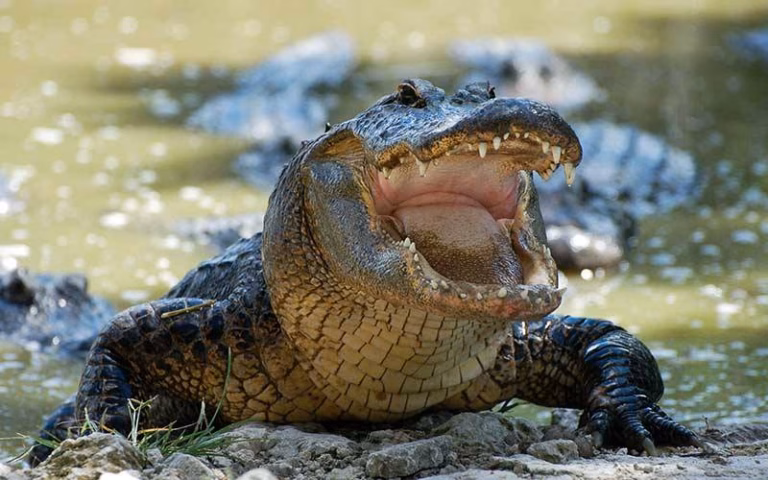 Pescador Alimenta A Enorme Cocodrilo De Mas De 4 Metros Y Causa Polemica En Tabasco