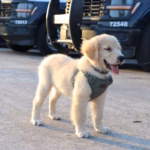 Cachorro De Raza Golden Retriever De Pelaje Claro Portando Un Arnés Táctico Verde, De Pie En Un Patio Vehicular Frente A Patrullas Oficiales De Seguridad En Tabasco.