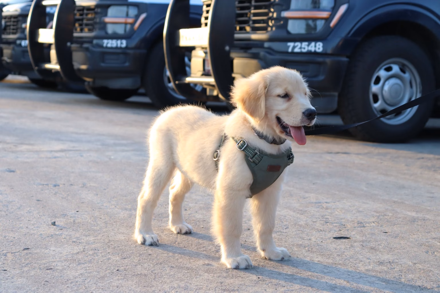 Cachorro De Raza Golden Retriever De Pelaje Claro Portando Un Arnés Táctico Verde, De Pie En Un Patio Vehicular Frente A Patrullas Oficiales De Seguridad En Tabasco.