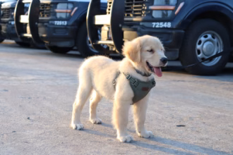Cachorro De Raza Golden Retriever De Pelaje Claro Portando Un Arnés Táctico Verde, De Pie En Un Patio Vehicular Frente A Patrullas Oficiales De Seguridad En Tabasco.