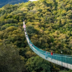 Vista Aérea Del Puente Colgante Peatonal Las Choapas Suspendido A Gran Altura Sobre Un Denso Bosque Tropical, Con Personas Caminando A Lo Largo De La Estructura.