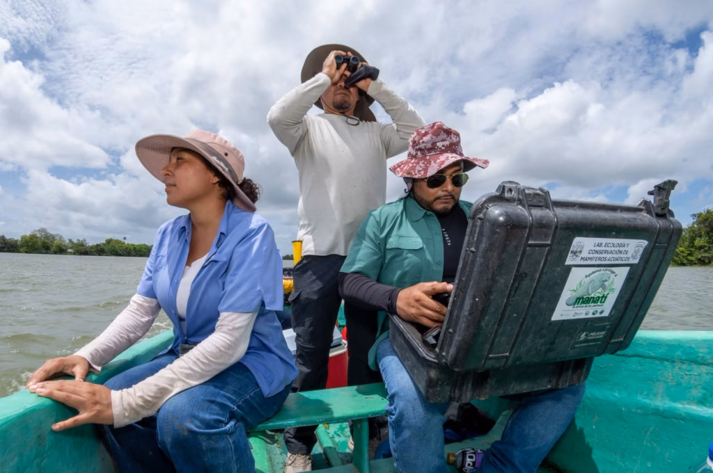 Documental Tabasqueño Sobre La Conservación Del Manatí Triunfa Al Ser Seleccionado En El Festival Nébula 75 Documental Tabasqueno Sobre La Conservacion Del Manati Triunfa Al Ser Seleccionado Festival Nebula