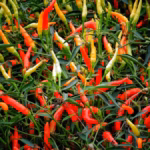 Planta De Chiles Tradicionales De Tabasco Con Abundantes Frutos Alargados En Tonos Amarillos, Naranjas Y Rojos Entre Follaje Verde.