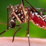 Acercamiento Macro A Un Mosquito Aedes Aegypti Alimentándose Sobre La Piel Humana Durante La Transmisión Del Dengue.