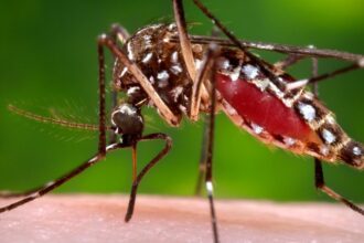 Acercamiento Macro A Un Mosquito Aedes Aegypti Alimentándose Sobre La Piel Humana Durante La Transmisión Del Dengue.