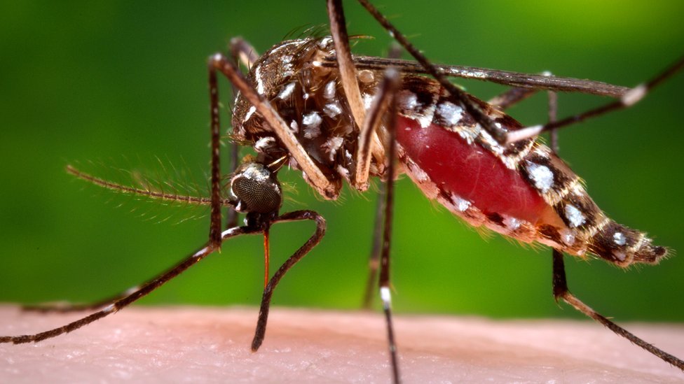 El Peligro Invisible Del Dengue: Por Qué La Automedicación Puede Volver Mortal Una Infección Febril 72 Acercamiento Macro A Un Mosquito Aedes Aegypti Alimentándose Sobre La Piel Humana Durante La Transmisión Del Dengue.