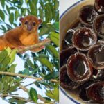 Imagen Dividida En Dos Paneles: A La Izquierda, Un Mico De Noche Descansando Sobre La Rama De Un Árbol; A La Derecha, Un Plato Hondo Con Dulce Tradicional De Oreja De Mico Caramelizado En Piloncillo.