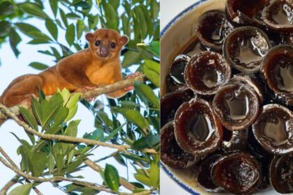 Imagen Dividida En Dos Paneles: A La Izquierda, Un Mico De Noche Descansando Sobre La Rama De Un Árbol; A La Derecha, Un Plato Hondo Con Dulce Tradicional De Oreja De Mico Caramelizado En Piloncillo.