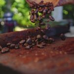 Ruta Del Cacao Al Chocolate En Tabasco Entre Plantaciones, Haciendas Y Gastronomía