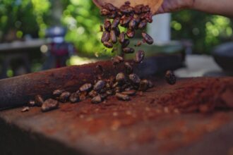 Ruta Del Cacao Al Chocolate En Tabasco Entre Plantaciones, Haciendas Y Gastronomía