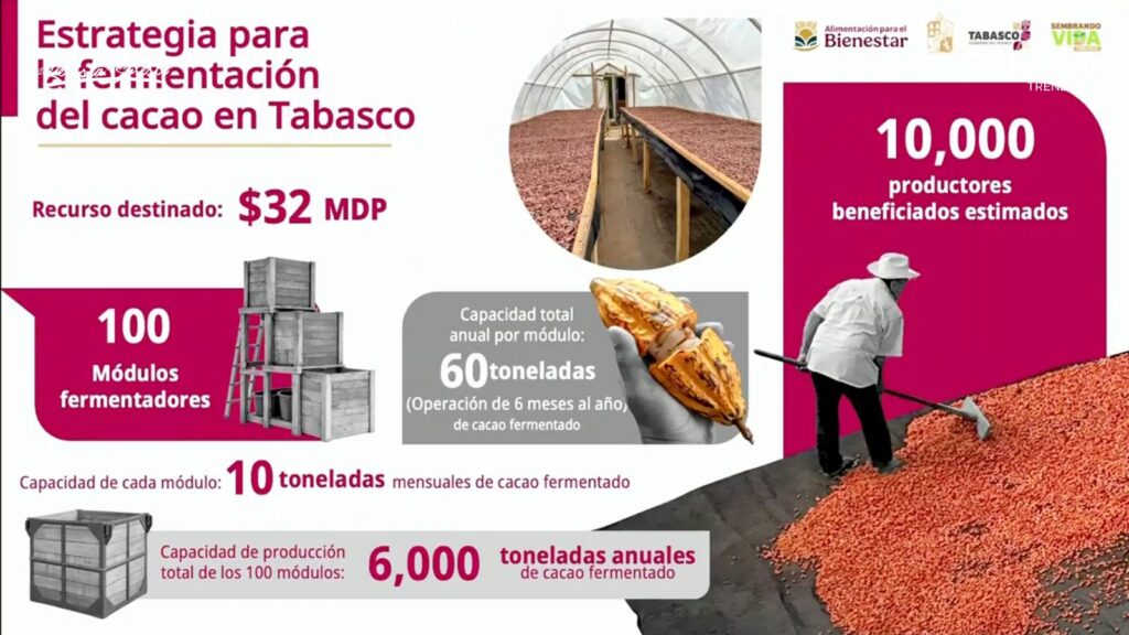 Impulsan El Campo Tabasqueño: Anuncian Nuevo Ciclo De Acopio De Cacao Y Consolidan La Estrategia De Precio Justo Impulsan El Campo Tabasqueño: Anuncian Nuevo Ciclo De Acopio De Cacao Y Consolidan La Estrategia De Precio Justo