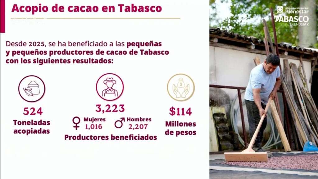 Impulsan El Campo Tabasqueño: Anuncian Nuevo Ciclo De Acopio De Cacao Y Consolidan La Estrategia De Precio Justo Impulsan El Campo Tabasqueño: Anuncian Nuevo Ciclo De Acopio De Cacao Y Consolidan La Estrategia De Precio Justo