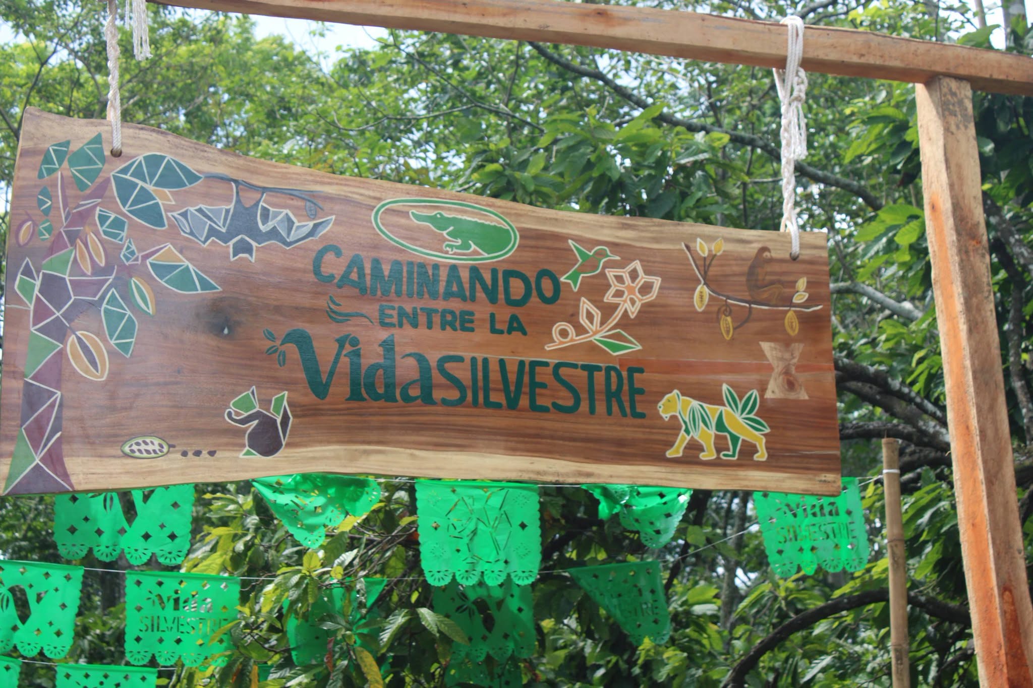 Cacao, Innovación Y Turismo: Inauguran La Experiencia “Caminando Entre La Vida Silvestre” En Cunduacán Para Impulsar El Desarrollo De Tabasco Letrero De Madeira Tallada E Pintada Colgado Dunha Estrutura De Madeira, Co Texto &Amp;Quot;Caminando Entre La Vida Silvestre&Amp;Quot; E Ilustracións De Fauna E Cacao, Situado Nunha Contorna Natural En Cunduacán, Tabasco, Adornado Con Bandeirolas De Papel Picado Verde.