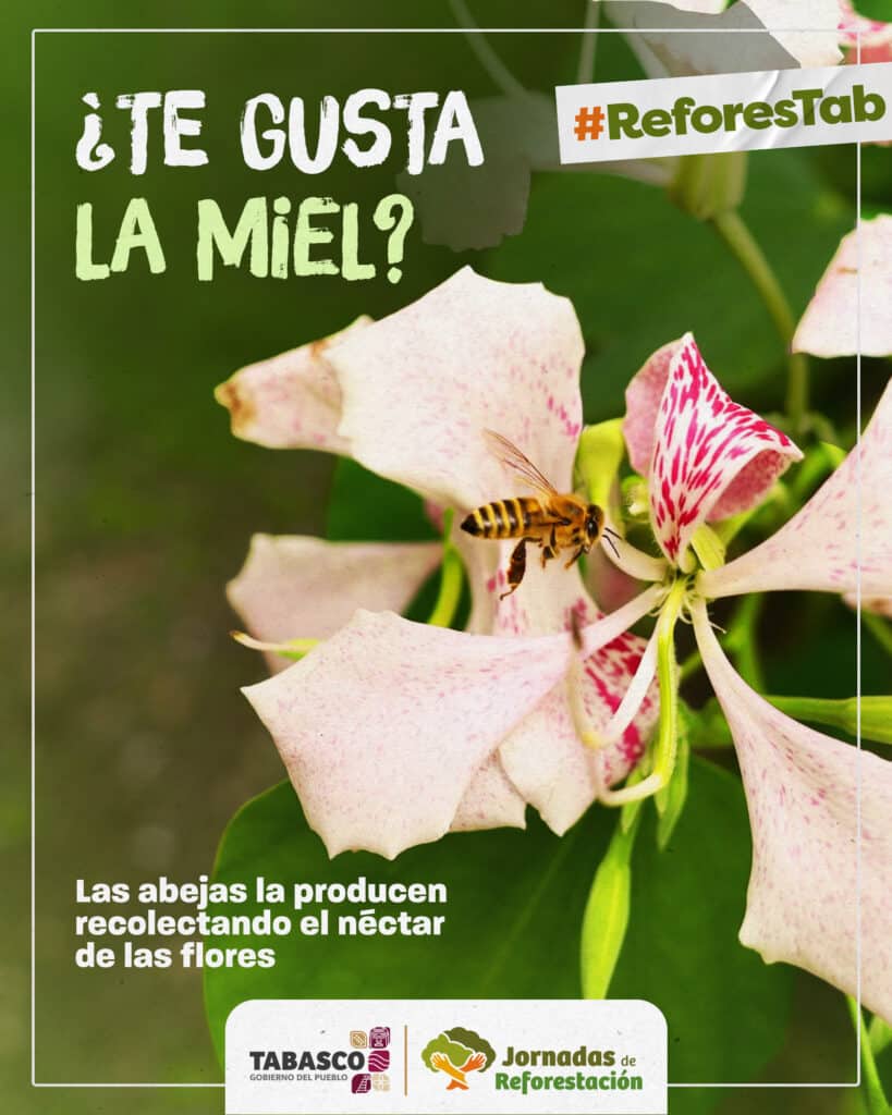 Entre Miel Nativa: Las Abejas Que Sostienen La Vida Y La Biodiversidad En Tabasco Entre Miel Nativa: Las Abejas Que Sostienen La Vida Y La Biodiversidad En Tabasco