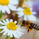 Entre Miel Nativa: Las Abejas Que Sostienen La Vida Y La Biodiversidad En Tabasco