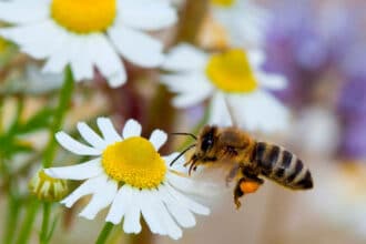Entre Miel Nativa: Las Abejas Que Sostienen La Vida Y La Biodiversidad En Tabasco