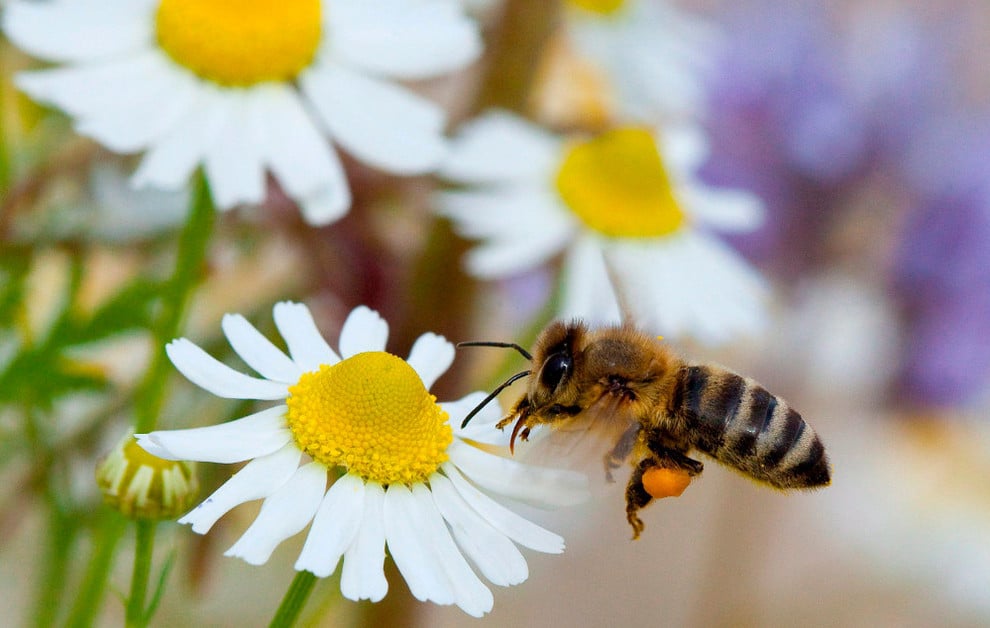 Entre Miel Nativa: Las Abejas Que Sostienen La Vida Y La Biodiversidad En Tabasco