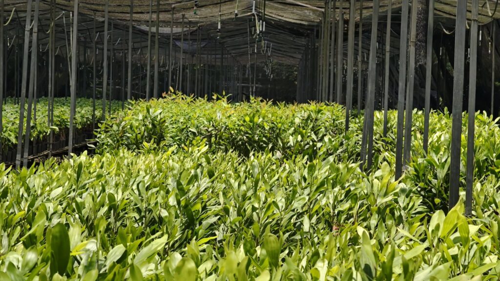 Teapa Entre La Niebla: Guía Imperdible Para Recorrer Sus Grutas Milenarias Y Fincas Plataneras En El Edén Tabasqueño Teapa Entre La Niebla: Guía Imperdible Para Recorrer Sus Grutas Milenarias Y Fincas Plataneras En El Edén Tabasqueño