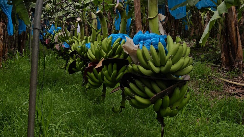 Teapa Entre La Niebla: Guía Imperdible Para Recorrer Sus Grutas Milenarias Y Fincas Plataneras En El Edén Tabasqueño Teapa Entre La Niebla: Guía Imperdible Para Recorrer Sus Grutas Milenarias Y Fincas Plataneras En El Edén Tabasqueño
