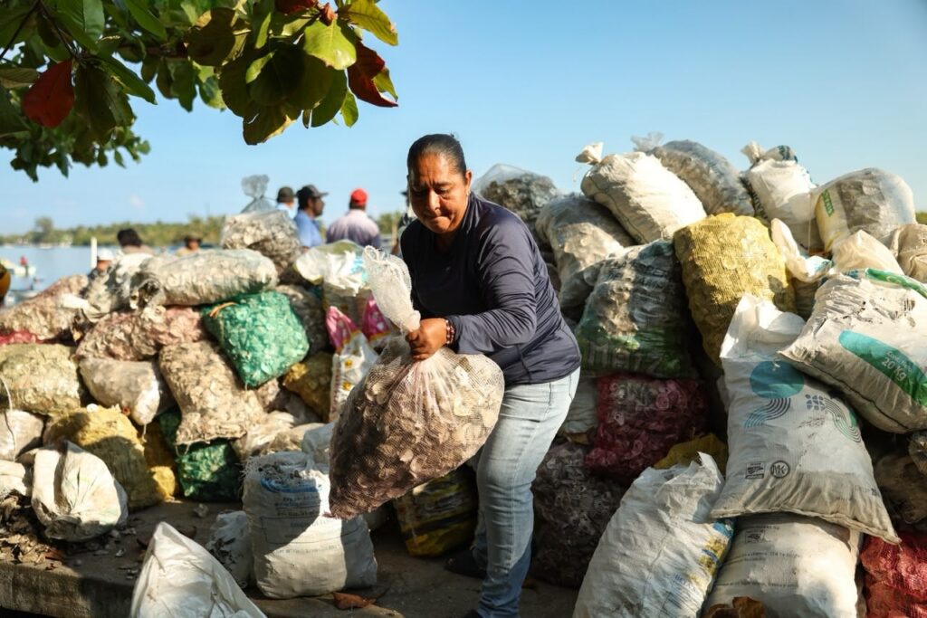 ¡Fomento Al Sector Pesquero En Paraíso! Inician El Riego De Concha En Mecoacán Para Producir 90 Millones De Ostiones Una Productora Local Participa En El Riego De Concha En Mecoacán Cargando Un Costal Con Concha Seca De Ostión Para La Repoblación Ostrícola En Tabasco.