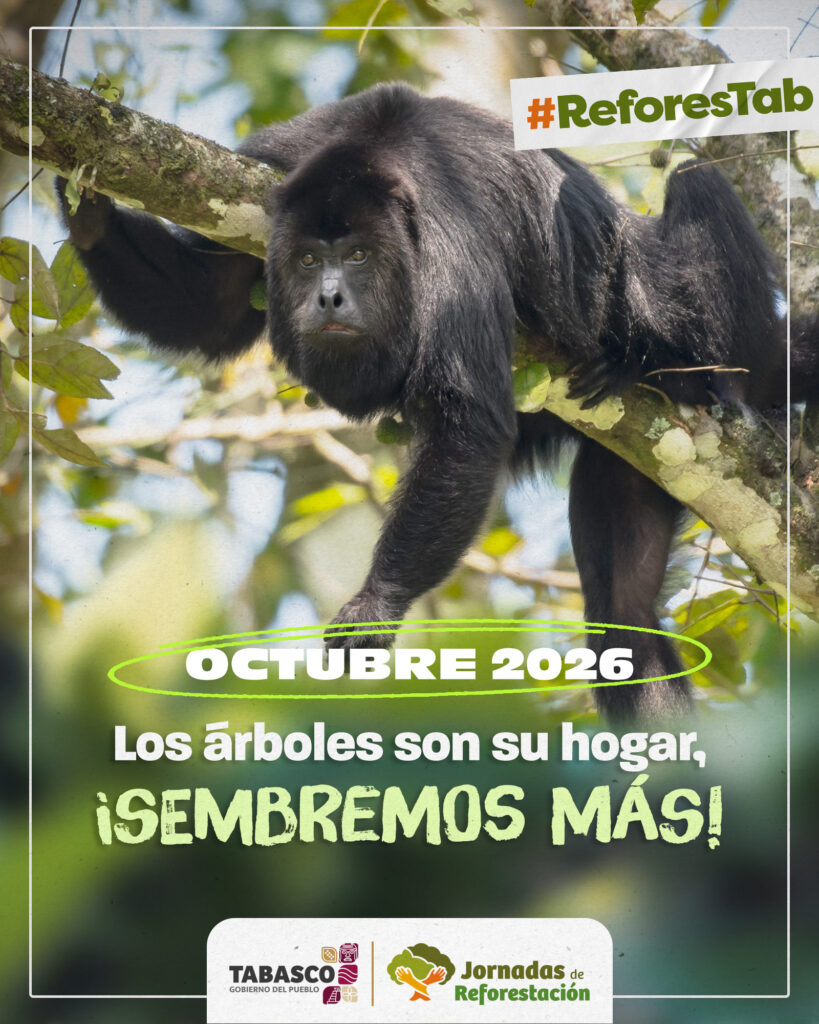 Guardianes De Las Alturas: La Cruzada Por Los Monos Saraguatos Y Araña Para Reforestar El Sureste Mexicano Fotografía De Un Mono Aullador O Saraguato Negro Sobre La Rama De Un Árbol En Una Selva, Acompañada Del Texto Institucional De La Campaña De Reforestación En Tabasco Con El Lema &Quot;Los Árboles Son Su Hogar, ¡Sembremos Más!&Quot;.