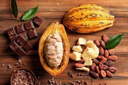 Impulsan La Producción De Cacao En Tabasco Con Mazorcas Abiertas, Granos Y Trozos De Chocolate Sobre Una Mesa De Madera, Destacando La Estrategia De Precio Justo Para Los Productores Locales.