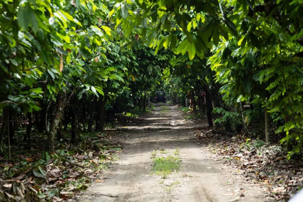 Cacao, Innovación Y Turismo: Inauguran La Experiencia “Caminando Entre La Vida Silvestre” En Cunduacán Para Impulsar El Desarrollo De Tabasco Cacao, Innovación Y Turismo: Inauguran La Experiencia “Caminando Entre La Vida Silvestre” En Cunduacán Para Impulsar El Desarrollo De Tabasco