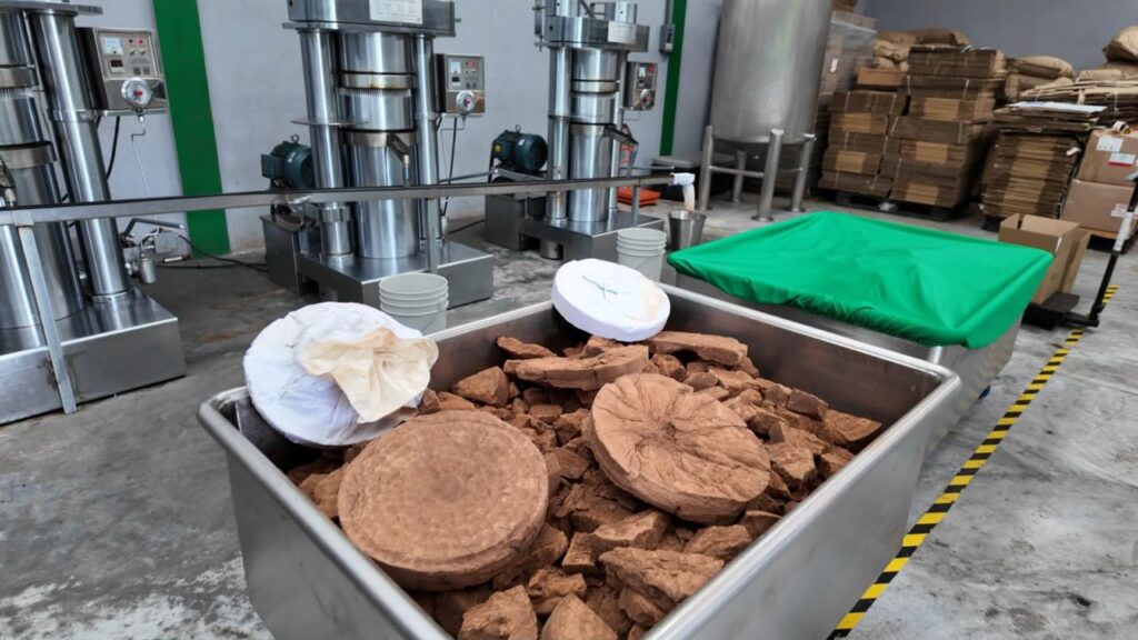 Cacao, Innovación Y Turismo: Inauguran La Experiencia “Caminando Entre La Vida Silvestre” En Cunduacán Para Impulsar El Desarrollo De Tabasco Cacao, Innovación Y Turismo: Inauguran La Experiencia “Caminando Entre La Vida Silvestre” En Cunduacán Para Impulsar El Desarrollo De Tabasco