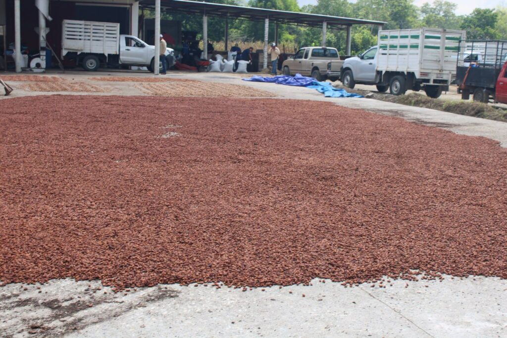 Cacao, Innovación Y Turismo: Inauguran La Experiencia “Caminando Entre La Vida Silvestre” En Cunduacán Para Impulsar El Desarrollo De Tabasco Cacao, Innovación Y Turismo: Inauguran La Experiencia “Caminando Entre La Vida Silvestre” En Cunduacán Para Impulsar El Desarrollo De Tabasco