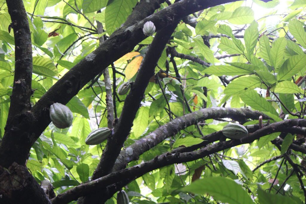 Cacao, Innovación Y Turismo: Inauguran La Experiencia “Caminando Entre La Vida Silvestre” En Cunduacán Para Impulsar El Desarrollo De Tabasco Cacao, Innovación Y Turismo: Inauguran La Experiencia “Caminando Entre La Vida Silvestre” En Cunduacán Para Impulsar El Desarrollo De Tabasco