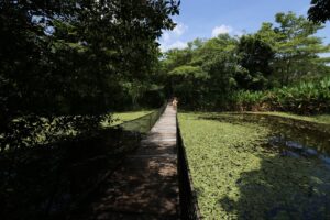 Pantanos De Centla 2026: Guía Para Recorrer El Gran Humedal De Tabasco Pantanos De Centla 2026: Guía Para Recorrer El Gran Humedal De Tabasco
