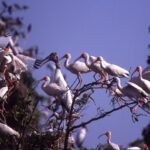 Bandada De Aves Acuáticas, Incluyendo Ibis Blancos Y Una Cigüeña Jabirú, Posadas Sobre Las Ramas De Los Árboles En Los Pantanos De Centla.