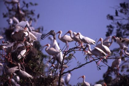 Bandada De Aves Acuáticas, Incluyendo Ibis Blancos Y Una Cigüeña Jabirú, Posadas Sobre Las Ramas De Los Árboles En Los Pantanos De Centla.