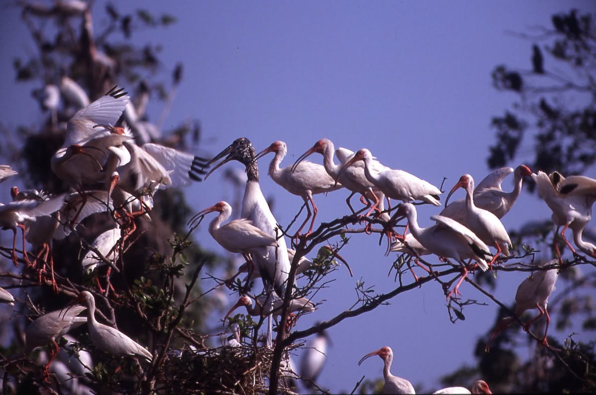 Pantanos De Centla Desde La Estación Tres Brazos: Avistamiento De Aves Bandada De Aves Acuáticas, Incluyendo Ibis Blancos Y Una Cigüeña Jabirú, Posadas Sobre Las Ramas De Los Árboles En Los Pantanos De Centla.