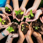 Manos De Varias Personas Sosteniendo Pequeñas Plantas Con Tierra Formando Un Círculo Como Parte De Una Jornada De Reforestación En Tabasco.