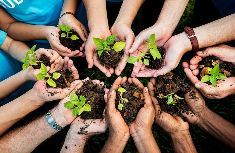 Reforestación: 10 Increíbles Beneficios De Plantar Árboles Para Un Futuro Sostenible Manos De Varias Personas Sosteniendo Pequeñas Plantas Con Tierra Formando Un Círculo Como Parte De Una Jornada De Reforestación En Tabasco.