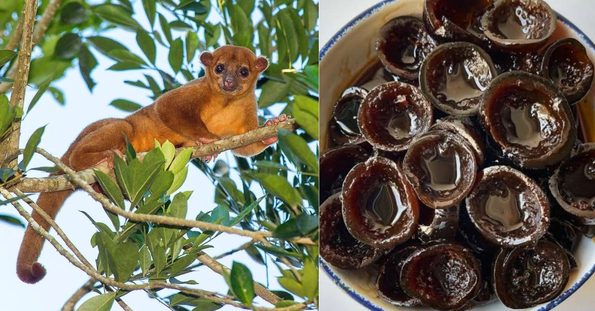 Imagen Dividida En Dos Paneles: A La Izquierda, Un Mico De Noche Descansando Sobre La Rama De Un Árbol; A La Derecha, Un Plato Hondo Con Dulce Tradicional De Oreja De Mico Caramelizado En Piloncillo.
