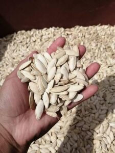 Chihua De Balancán: La Semilla De Calabaza Que Impulsa Sabores Y Negocios En Tabasco Chihua De Balancán: La Semilla De Calabaza Que Impulsa Sabores Y Negocios En Tabasco